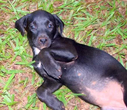 Cachorro ra a SRD idade 2 a 6 meses nome FOFINHOS