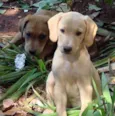 FOFINHOS