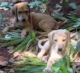 FOFINHOS