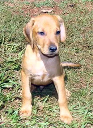 Cachorro ra a SRD idade 2 a 6 meses nome FOFINHOS