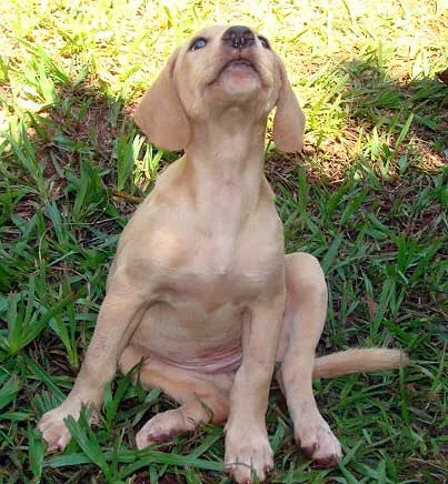 Cachorro ra a SRD idade 2 a 6 meses nome FOFINHOS