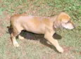 FOFINHOS