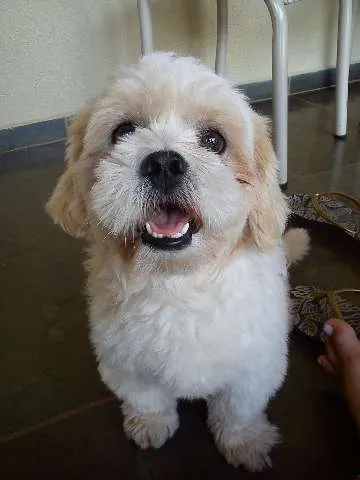 Cachorro ra a  idade 1 ano nome Edward