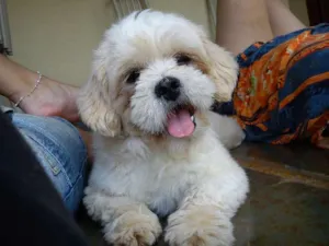 Cachorro raça  idade 1 ano nome Edward