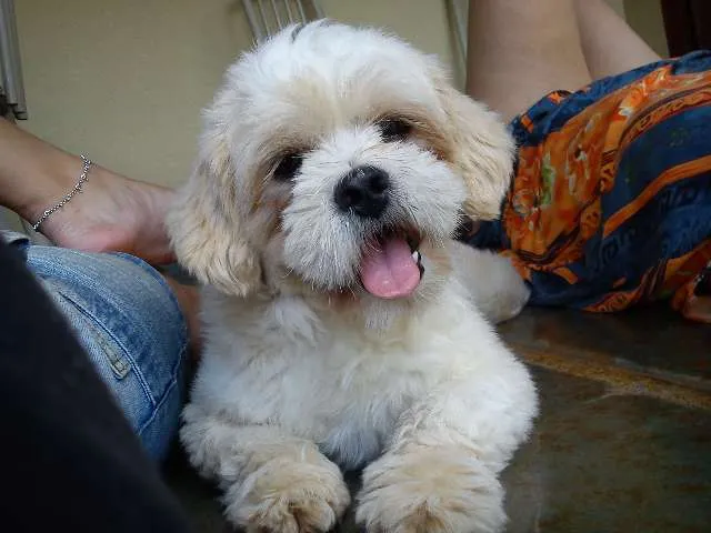 Cachorro ra a  idade 1 ano nome Edward