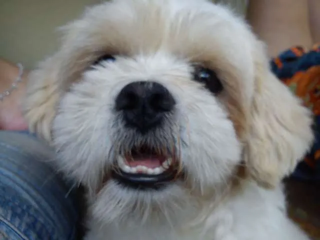 Cachorro ra a  idade 1 ano nome Edward