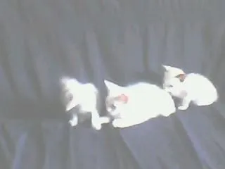 Gato ra a SRD idade Abaixo de 2 meses nome sem nome
