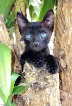 Cachorro ra a SRD idade  nome Esperança