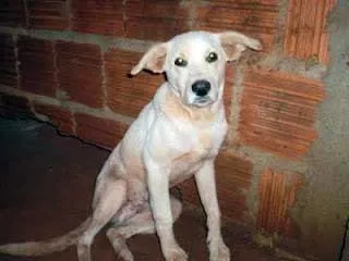 Cachorro ra a SRD idade  nome Esperança