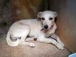 Cachorro ra a SRD idade  nome Esperança