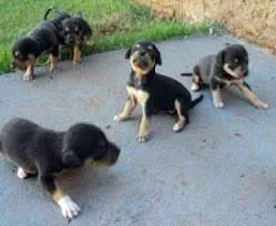 Cachorro raça SRD idade  nome Esperança