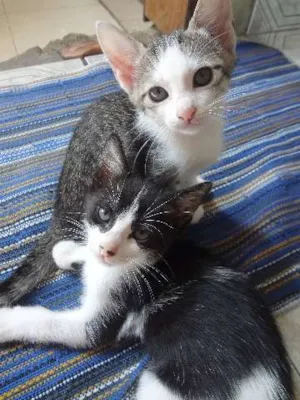 Gato raça  idade 2 a 6 meses nome Power, Gatinha e Pr