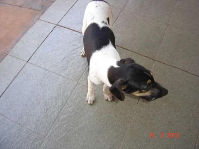 Cachorro ra a SRD idade 2 a 6 meses nome Papi