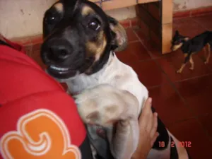 Cachorro raça SRD idade 2 a 6 meses nome Papi