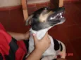 Papi
