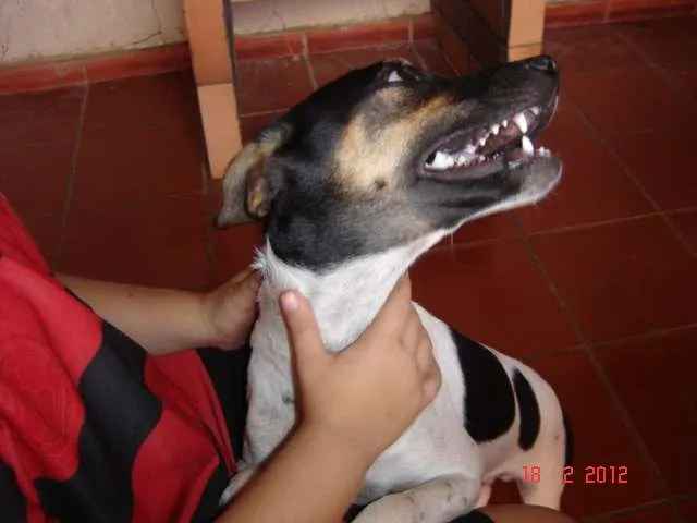 Cachorro ra a SRD idade 2 a 6 meses nome Papi