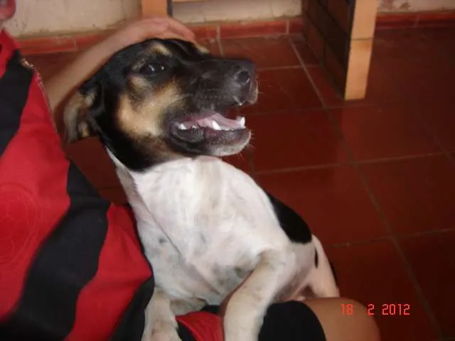 Cachorro ra a SRD idade 2 a 6 meses nome Papi