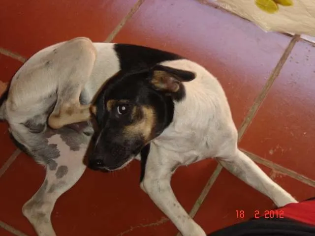 Cachorro ra a SRD idade 2 a 6 meses nome Papi