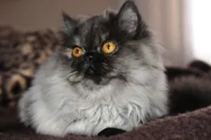 Gato raça Persa idade 2 anos nome Kira GRATIFICA
