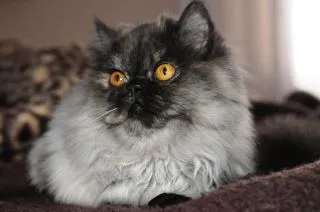 Gato ra a Persa idade 2 anos nome Kira GRATIFICA