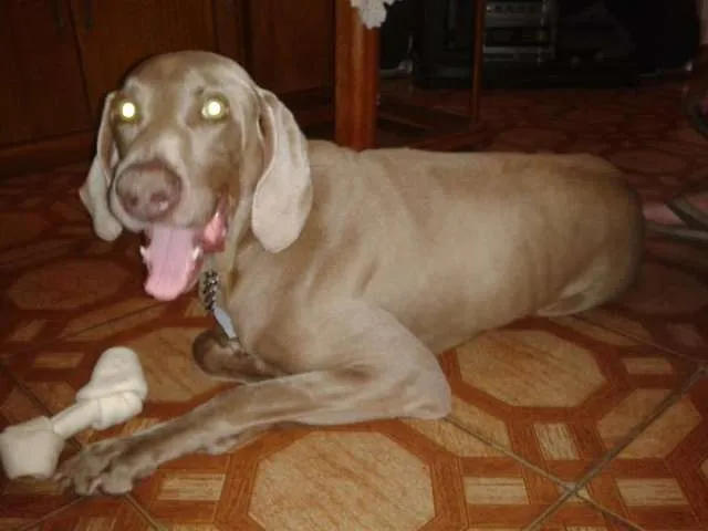 Cachorro ra a Weimarine idade 6 ou mais anos nome Apelidamos de Boby