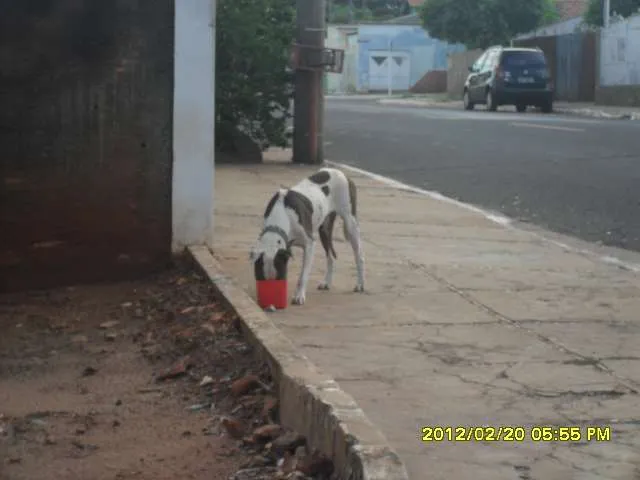 Cachorro ra a Pit-Bull idade  nome Pit bull encontrado