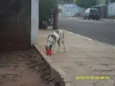Pit bull encontrado
