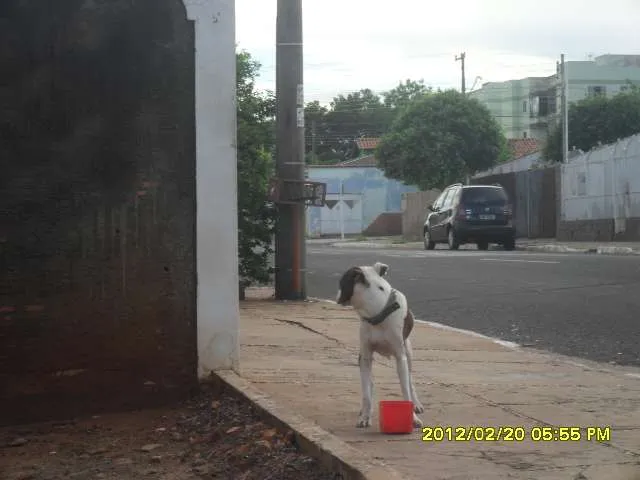 Cachorro ra a Pit-Bull idade  nome Pit bull encontrado