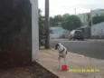 Pit bull encontrado