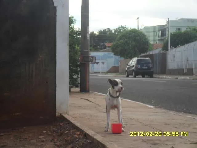 Cachorro ra a Pit-Bull idade  nome Pit bull encontrado