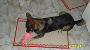 Cachorro raça SRD idade 2 anos nome Rhanna e Tobby