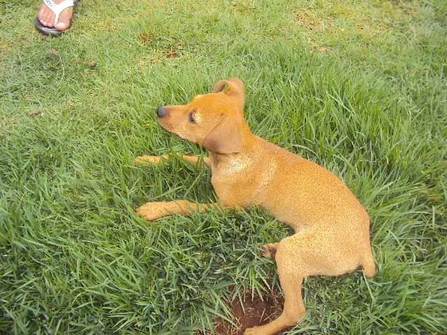 Cachorro ra a SRD idade 2 a 6 meses nome Rakesh