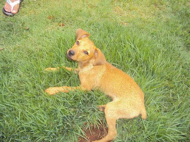 Cachorro ra a SRD idade 2 a 6 meses nome Rakesh