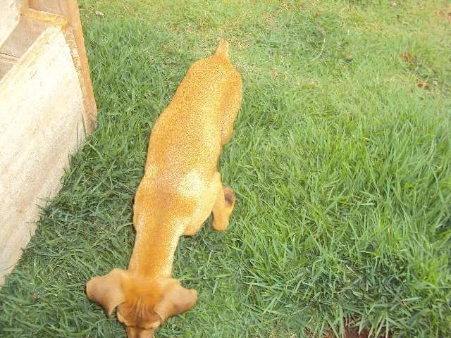 Cachorro ra a SRD idade 2 a 6 meses nome Rakesh