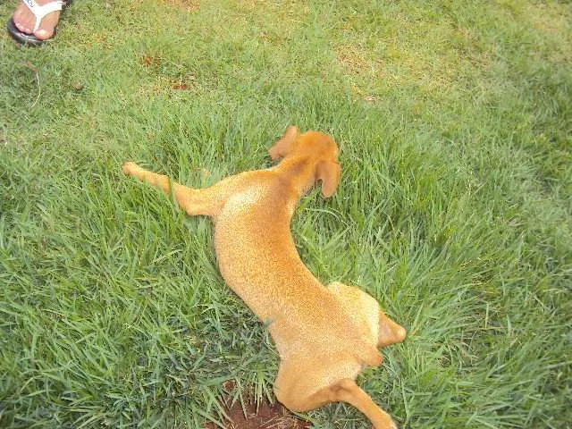 Cachorro ra a SRD idade 2 a 6 meses nome Rakesh