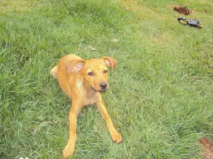 Cachorro raça SRD idade 2 a 6 meses nome Rakesh
