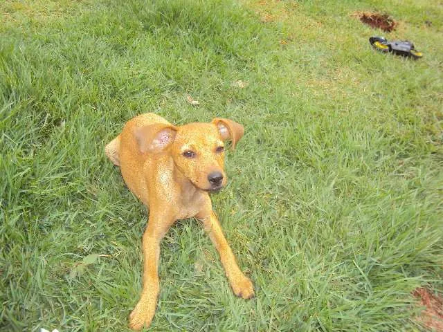 Cachorro ra a SRD idade 2 a 6 meses nome Rakesh