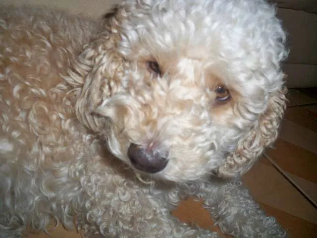 Cachorro ra a Poodle idade 5 anos nome Layla