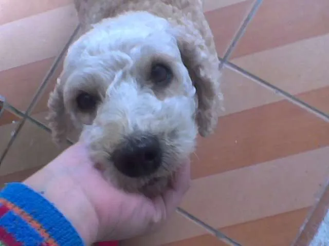Cachorro ra a Poodle idade 5 anos nome Layla