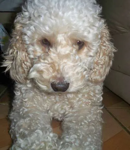 Cachorro ra a Poodle idade 5 anos nome Layla