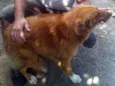 MEIGA
