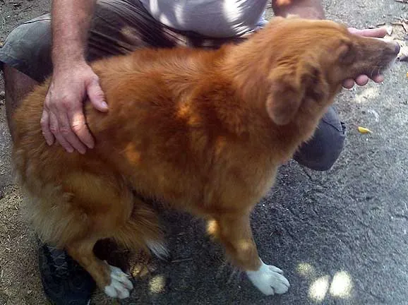 Cachorro ra a GOLDEN idade  nome MEIGA