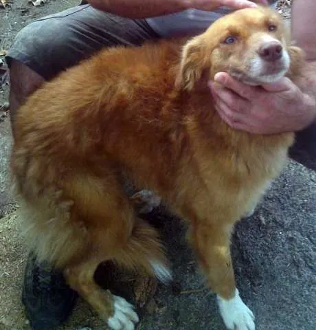 Cachorro ra a GOLDEN idade  nome MEIGA