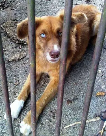 Cachorro ra a GOLDEN idade  nome MEIGA