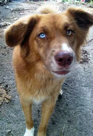 Cachorro ra a GOLDEN idade  nome MEIGA