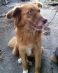 MEIGA