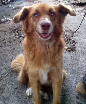 Cachorro raça GOLDEN idade  nome MEIGA