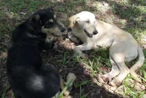 Cachorro raça SRD idade 7 a 11 meses nome MENINAS