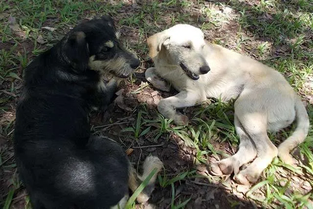 Cachorro ra a SRD idade 7 a 11 meses nome MENINAS
