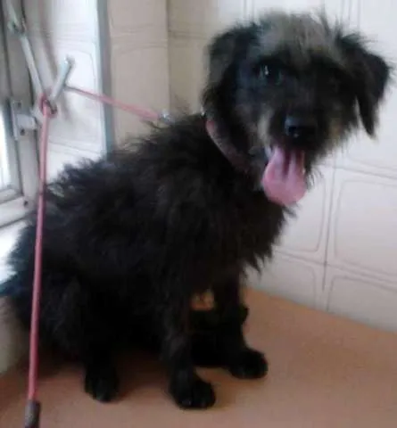 Cachorro ra a SRD idade 1 ano nome SAPECA